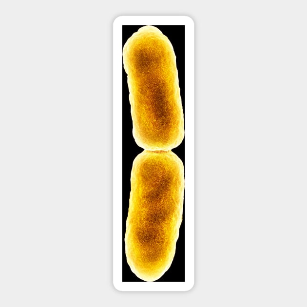 E. coli bacterium dividing, SEM (C048/1466) Sticker by SciencePhoto